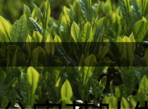 無公害茶葉生產(chǎn)規(guī)范的條件有哪些？（上篇）