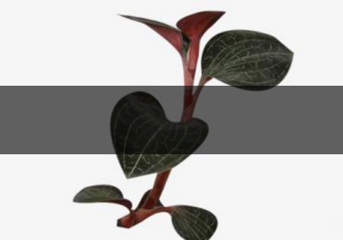 金線蓮能治痛風(fēng)嗎-能降血壓嗎 金線蓮能治痛風(fēng)嗎-能降血壓嗎