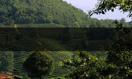 云南峨山高香萬畝生態(tài)茶業(yè)有限責任公司-1