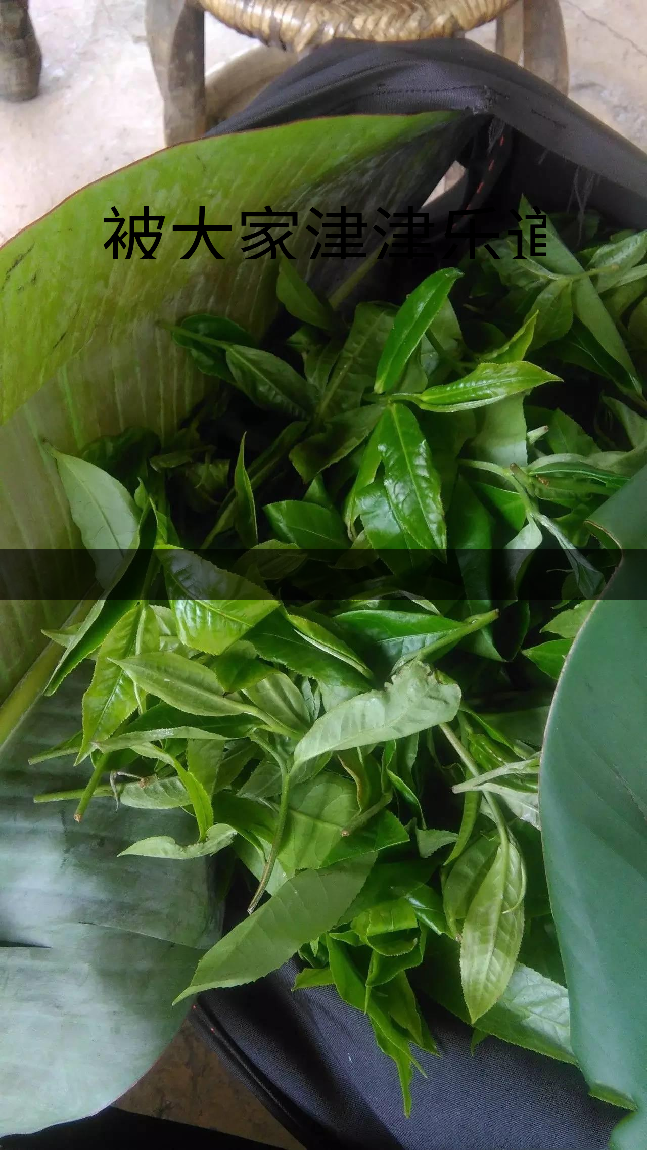 被大家津津樂道的森林茶，你知道是什么？-1-1