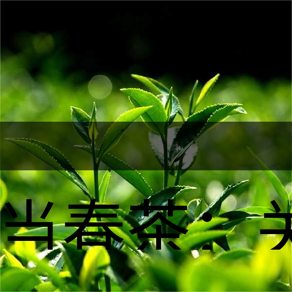正當(dāng)春茶：關(guān)于這些茶知識你知道嗎？-1
