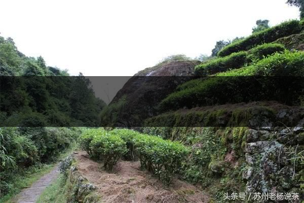 老楊說茶：武夷尋茶之三：巖茶巖韻形成的四-3-1