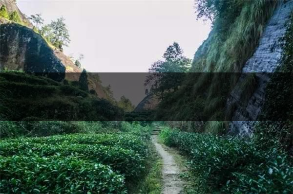 喝武夷山巖茶的香，什么是工藝香？-4