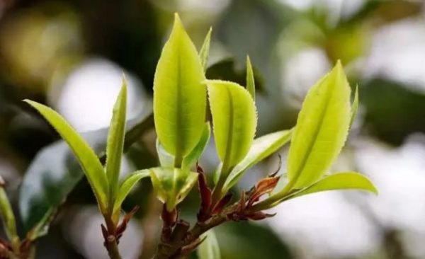 一杯刮風寨，邂逅山野之韻