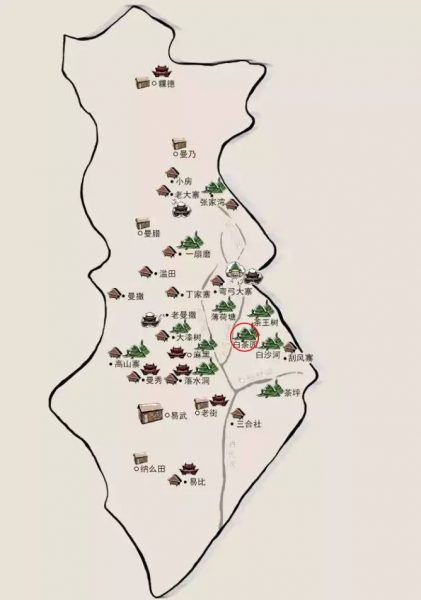 易武白茶園——白茶古樹