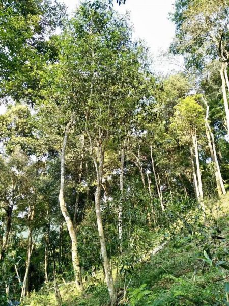 你喝不出來的“高桿古樹”或許就是一個(gè)偽概念、偽命題