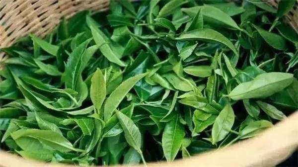 2021年曼秀古樹茶，易武的超級黑馬