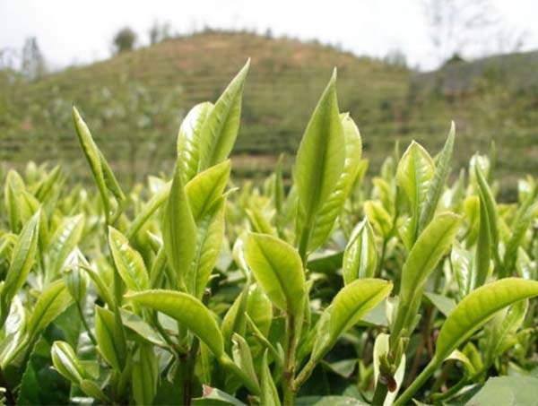 春茶到底好在哪里？