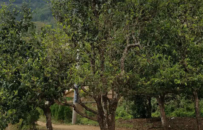 2021年冰島老寨秋茶口感特點(diǎn)？