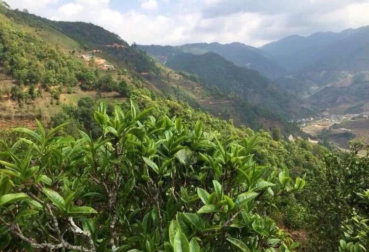 2021年冰島秋茶，你所需要知道的七個事實