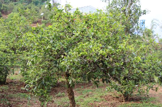 2021年冰島古樹秋茶價格，歷史價格