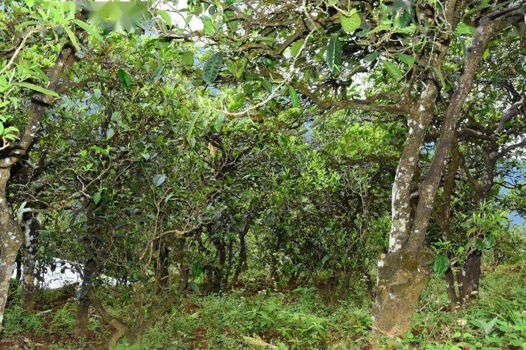 2021年磨烈古樹秋茶會是趕超冰島的存在嗎？