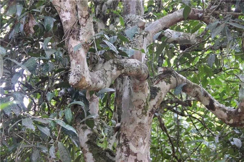 2021小戶賽古樹秋茶與冰島茶哪里不一樣？