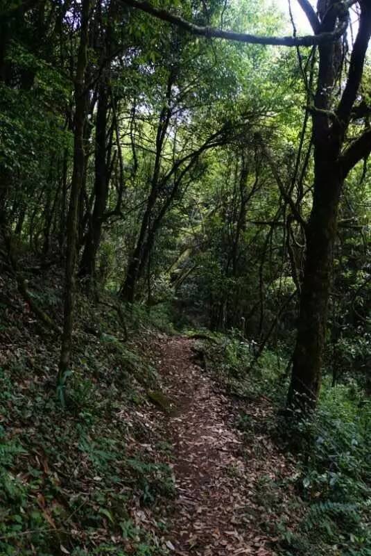 2021年大戶賽古樹秋茶價格是多少？