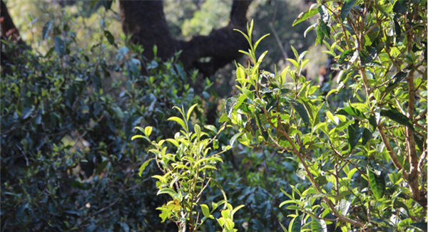 2021大雪山古樹秋茶香甜順滑！