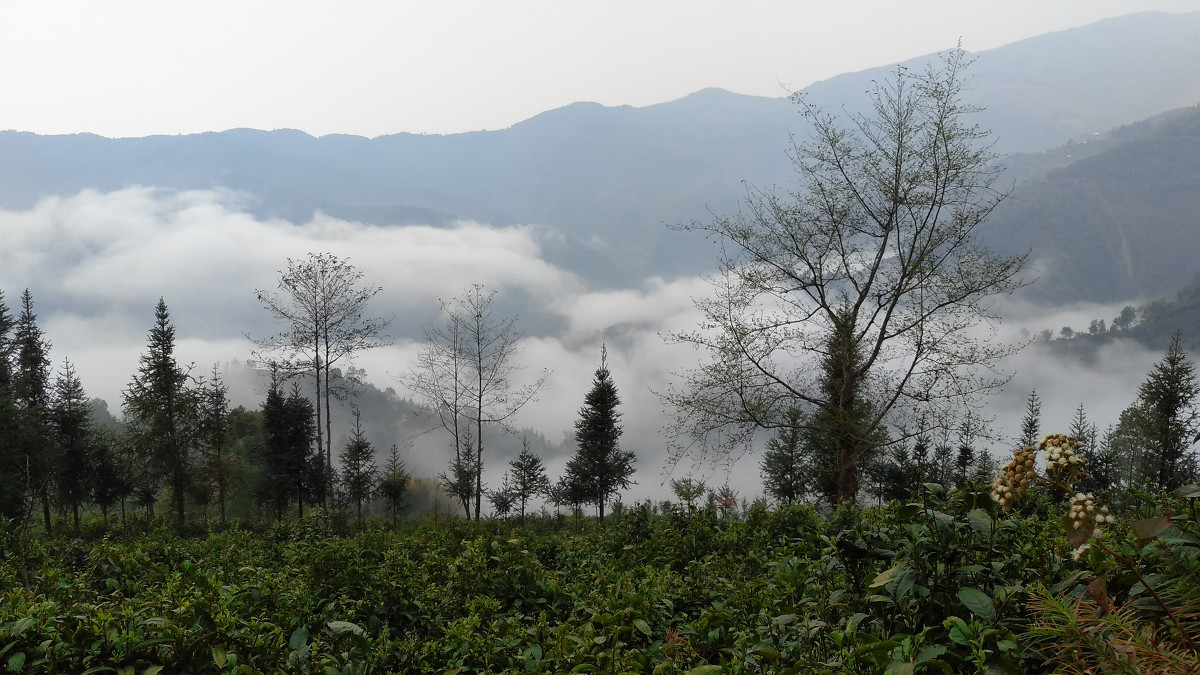 2021年大雪山古樹(shù)秋茶價(jià)格是多少？