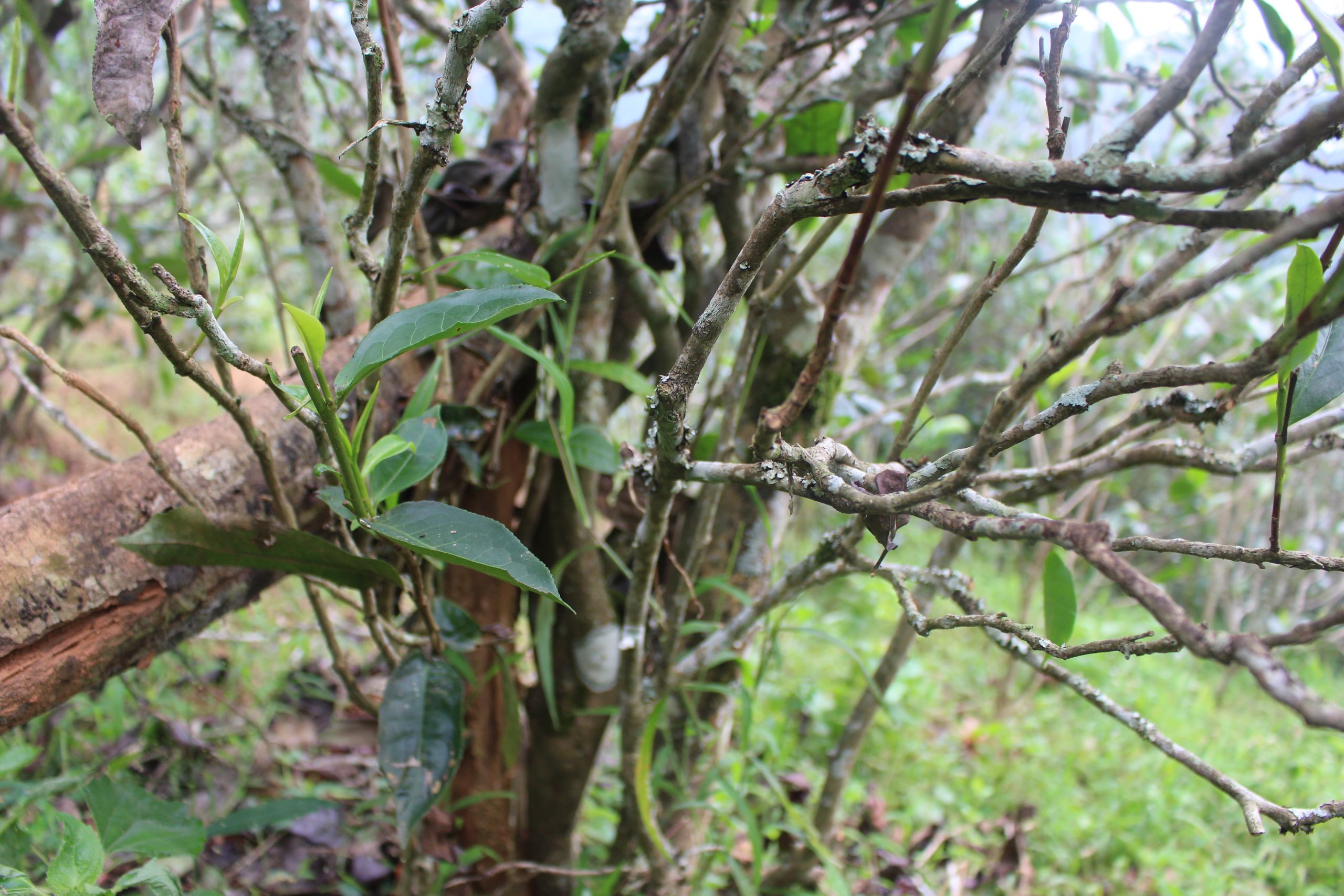 2021年壩糯古樹秋茶價格多少？