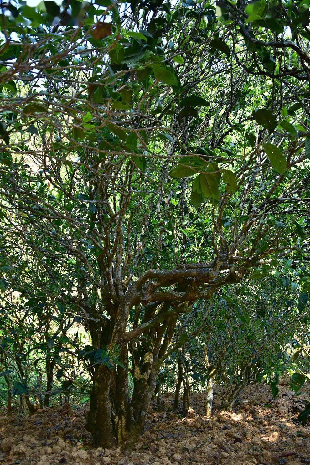 2021年正氣塘古樹秋茶口感是什么？