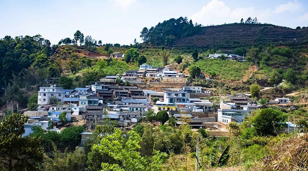 2021年正氣塘古樹秋茶為何號稱小冰島？