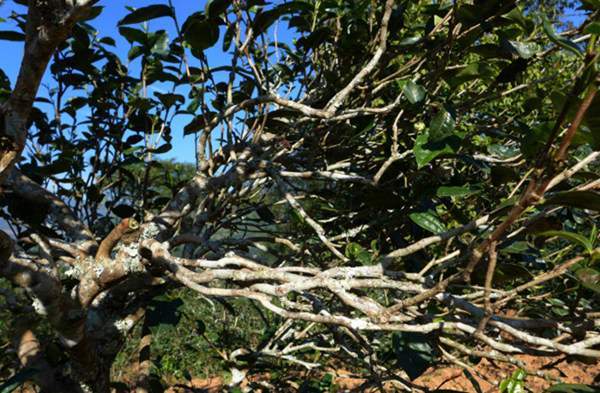 2021年正氣塘古樹秋茶花蜜香氣盈盈，冰糖甜韻深邃！