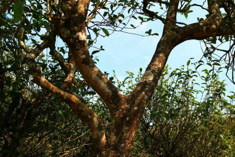 2021年冰島南迫古樹秋茶口感？