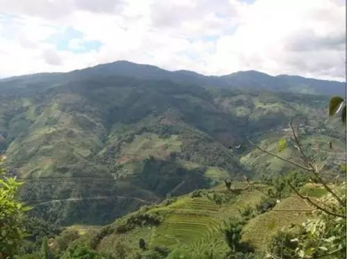 2021年冰島南迫古樹秋茶價格是多少？