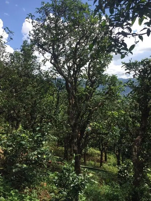 2021年冰島地界古樹秋茶特點(diǎn)？