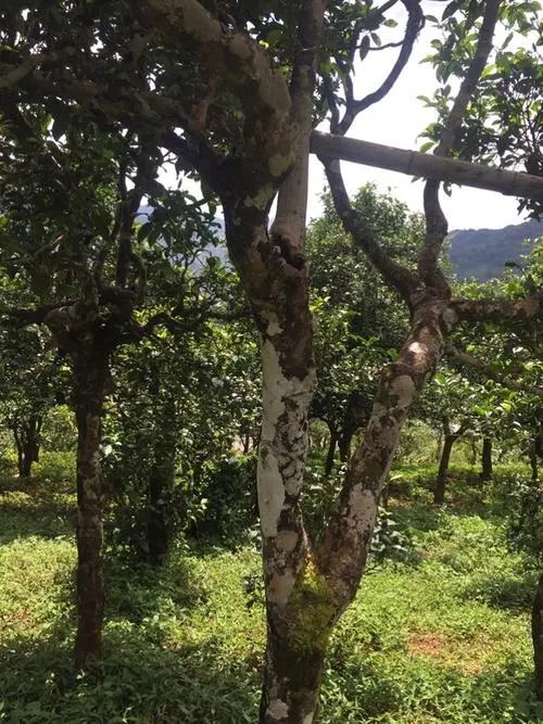 2021年冰島地界古樹秋茶口感？