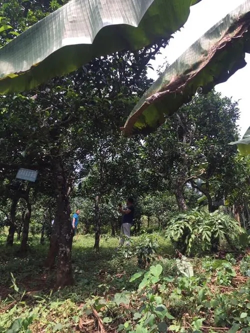 2021年冰島地界古樹秋茶特征詳解！