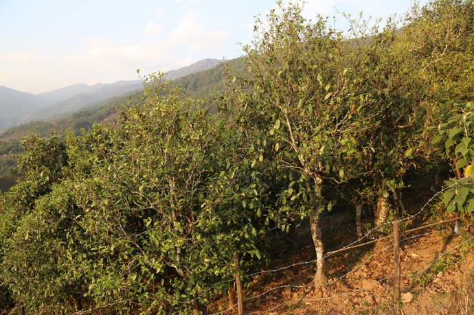 2021冰島壩歪古樹秋茶口感最接近冰島老寨！