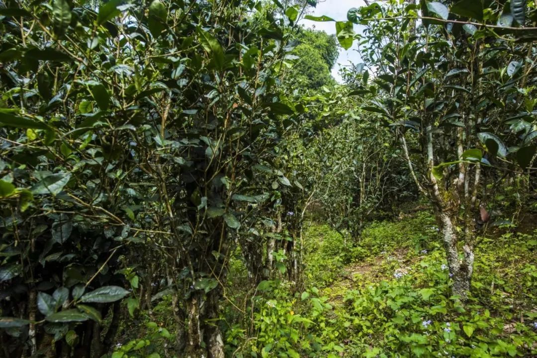 2021年冰島糯伍古樹秋茶口感是什么？