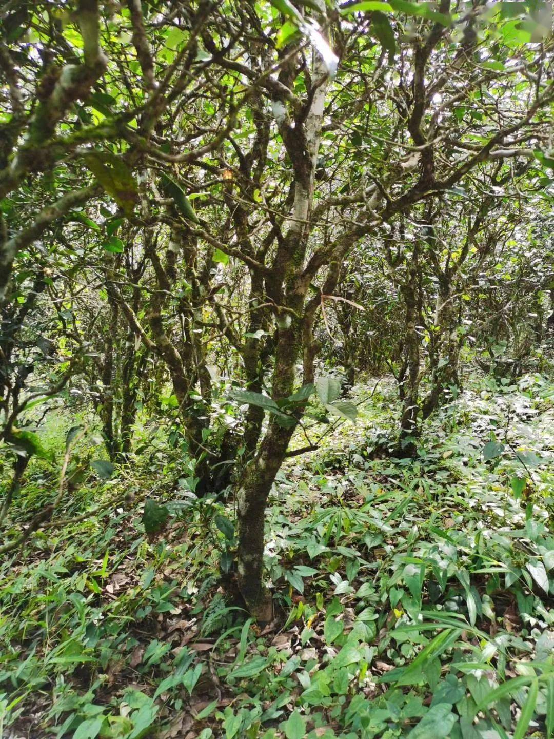 2021年昔歸古樹秋茶價格多少錢？