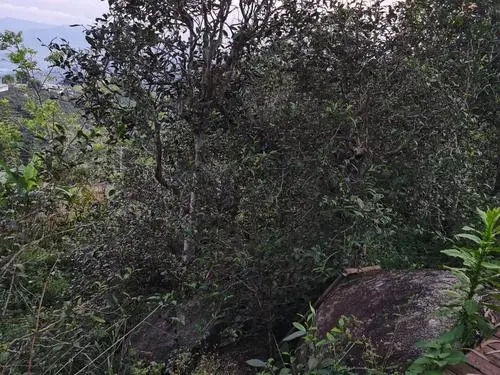 2021年那罕古樹秋茶價(jià)格是多少？