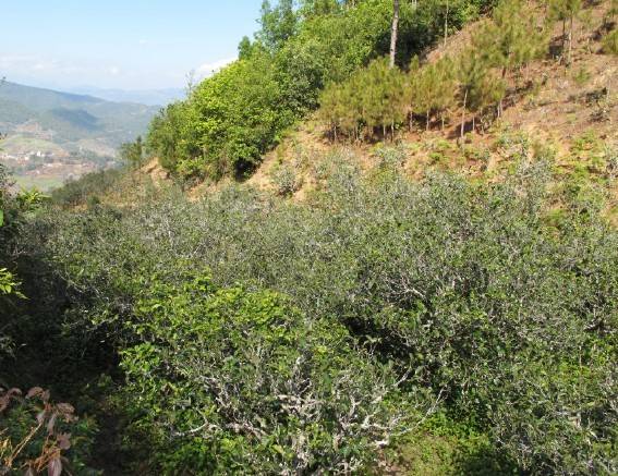 2021年梅子箐古樹秋茶特點(diǎn)是什么？