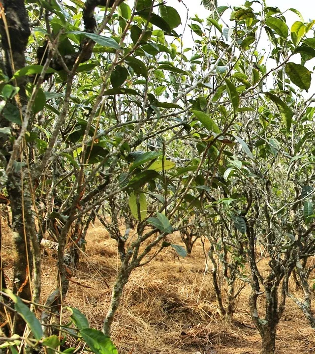 2021年巖子頭古樹秋茶口感是什么？