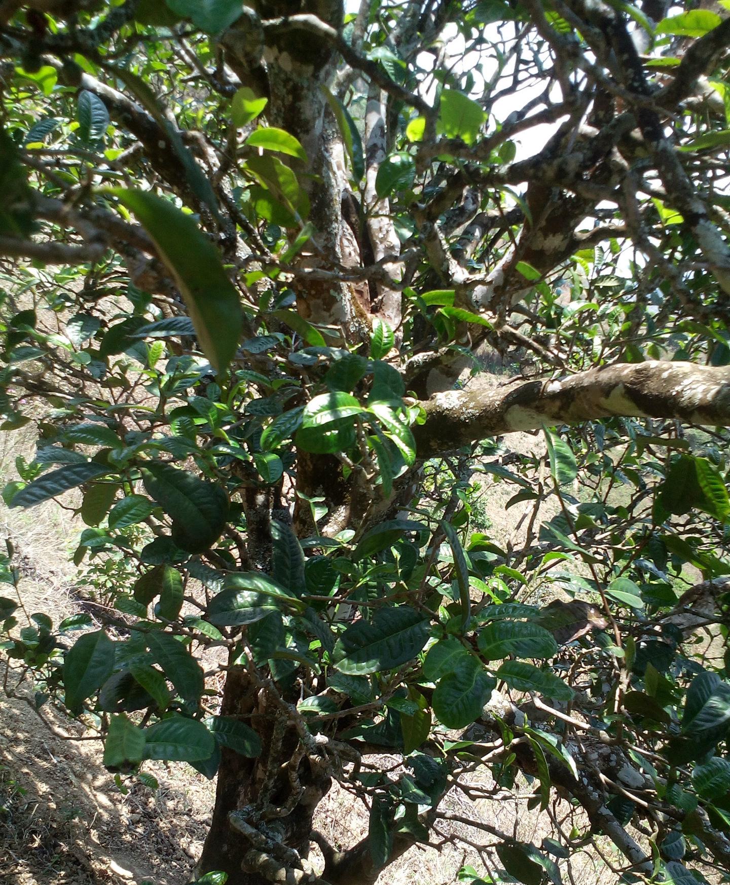 2021年巖子頭古樹秋茶特點(diǎn)？