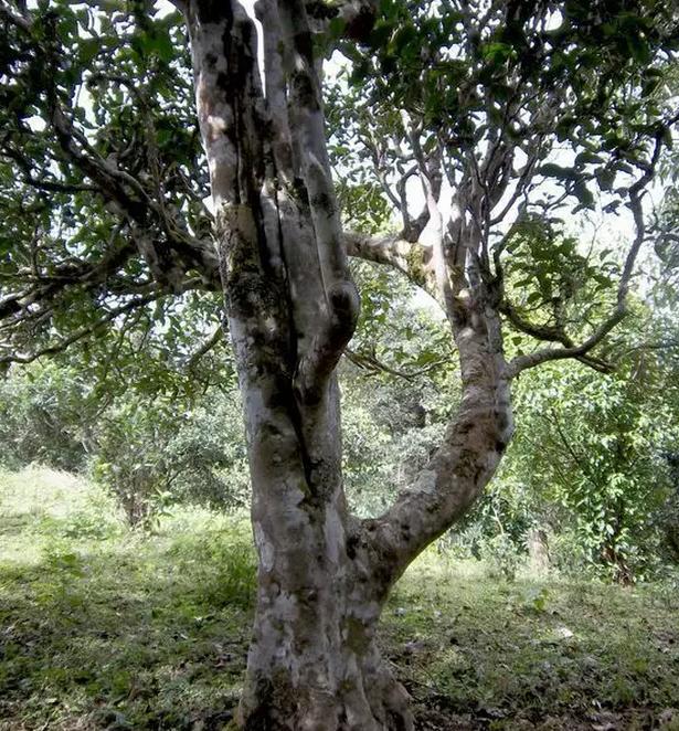 2021年巖子頭古樹(shù)秋茶，亂石出好茶！