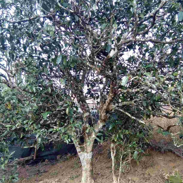 2021馬鞍山古樹秋茶口感？