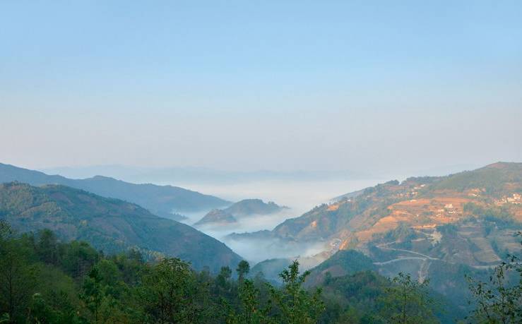 2021年白鶯山古樹(shù)秋茶白鶯聚居之地，普洱茶樹(shù)的天堂