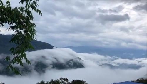 2021年白鶯山古樹秋茶多少錢一公斤？