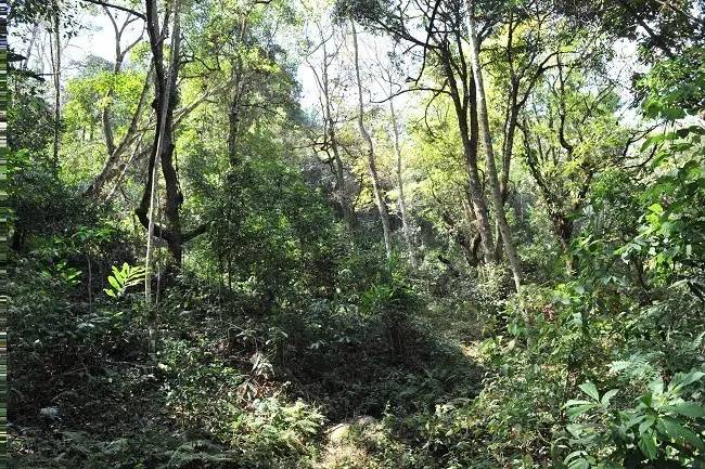 2021年老班章古樹秋茶特點(diǎn)？