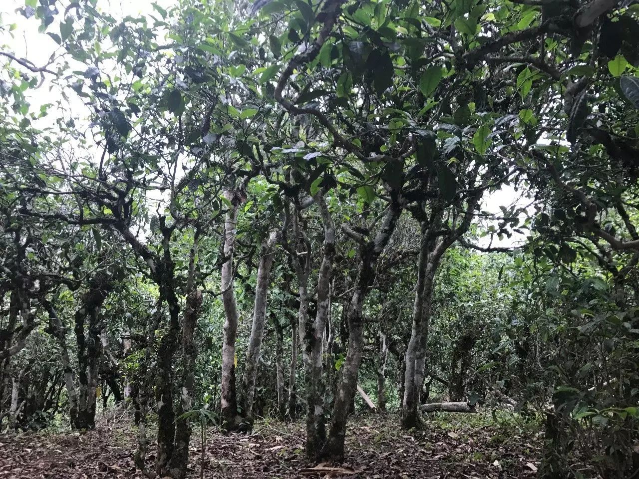 2021年老班章古樹秋茶口感是什么？