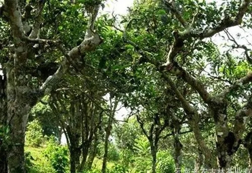 2021年新班章古樹秋茶特點(diǎn)？