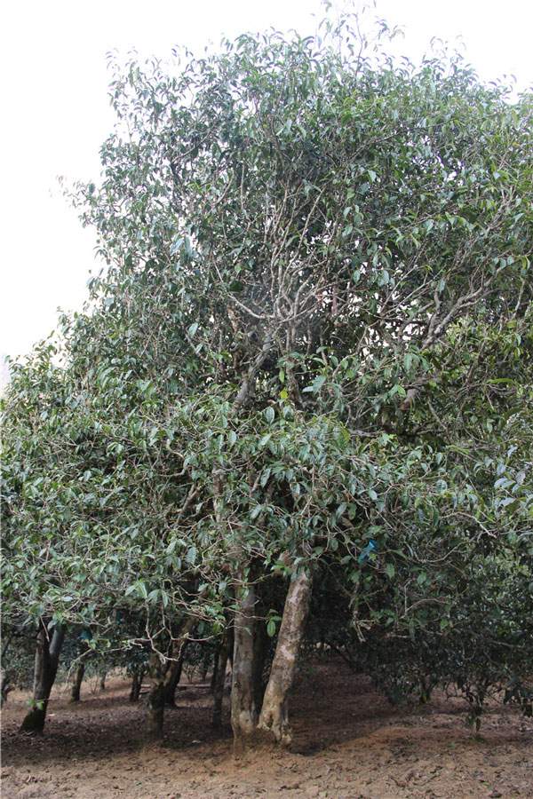 2021年新班章古樹秋茶品鑒！