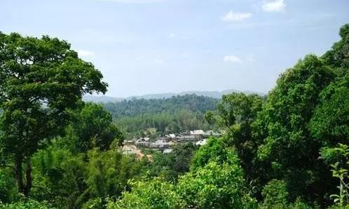 2021年老曼峨古樹秋茶口感最霸氣的山頭！