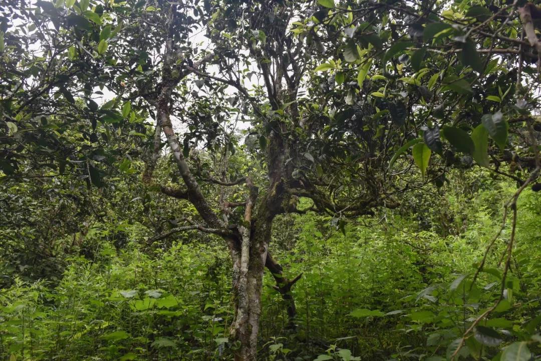 2021年班章茶區(qū)壩卡囡古樹秋茶口感？