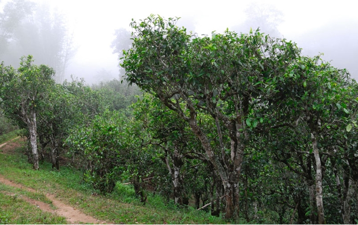 2021年班章茶區(qū)壩卡囡秋茶布朗茶系中的甜茶類！