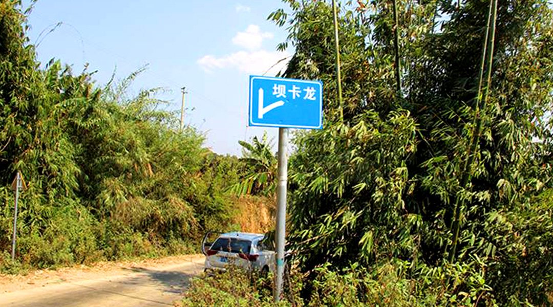 2021班章茶區(qū)壩卡竜古樹秋茶特點(diǎn)！