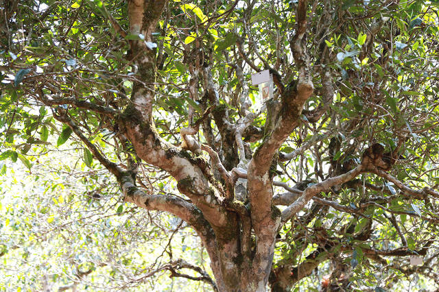 2021年布朗山班盆古樹秋茶口感？