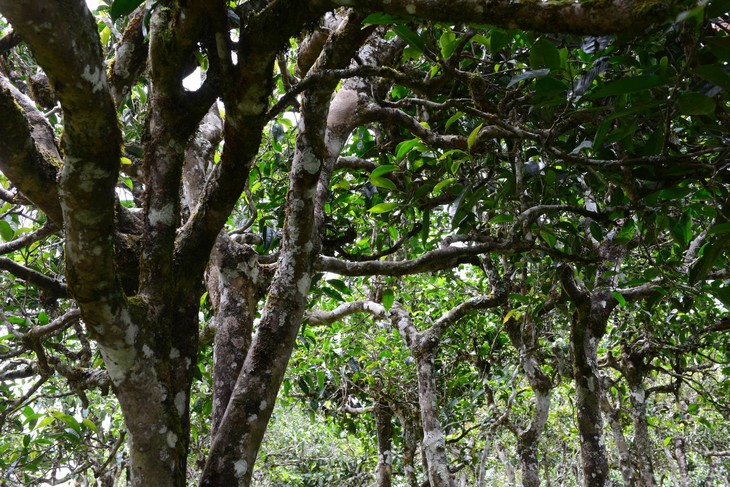 2021年老班章“鄰居”，班盆古樹秋茶茶來了！